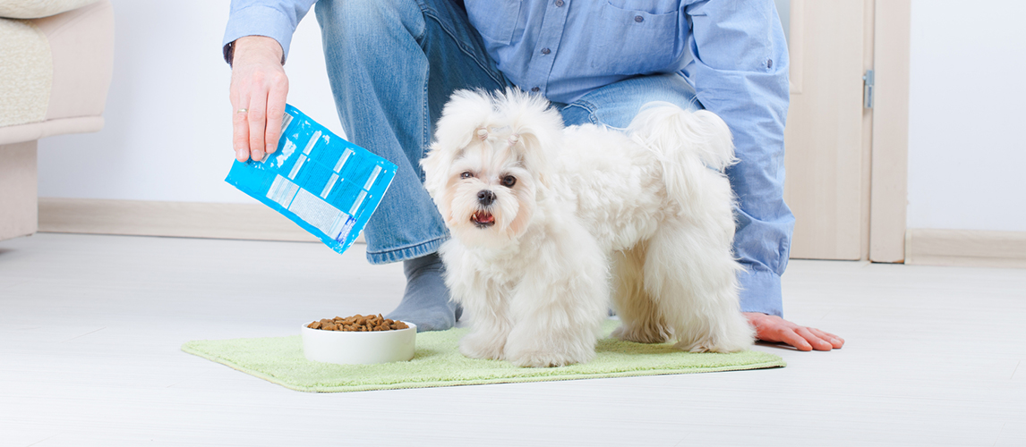 Owner feeding his Maltese dog