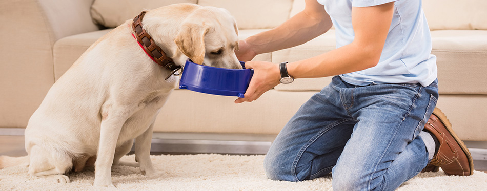 Owner feeding his dog