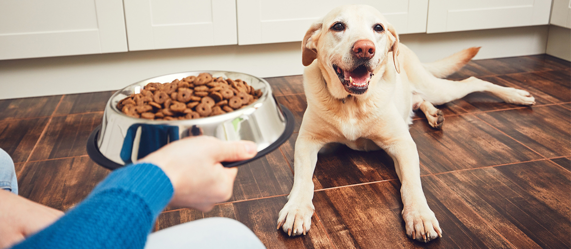 Owner giving food to his dog