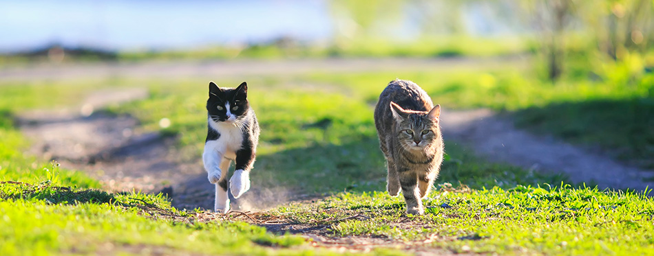 Pair of cute funny cats fun running