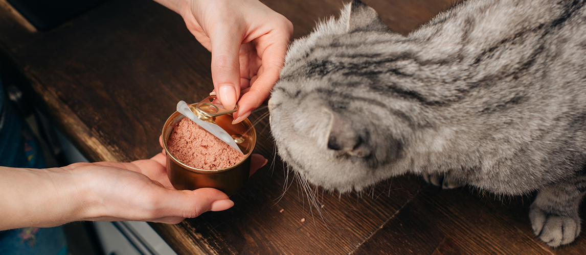 Partial view of young woman giving scottish fold cat pet fo