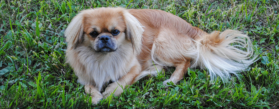 Pekingese