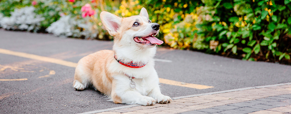 Pembroke Welsh Corgi dog smiling