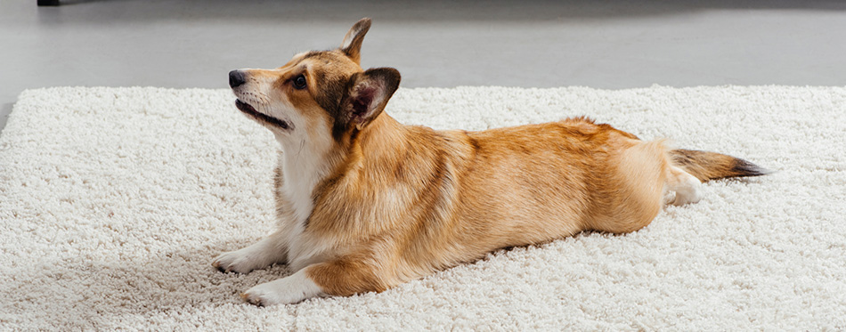 Pembroke welsh corgi dog on the carpet