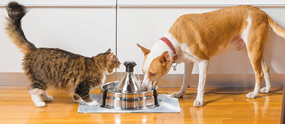 Pets Water Fountain