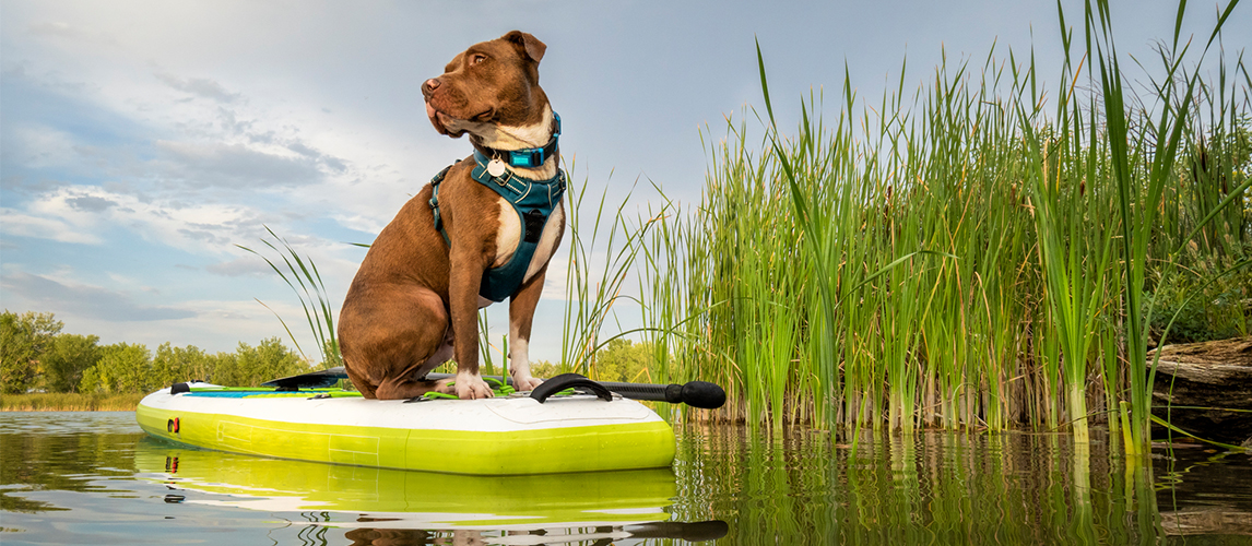 Pit bull dog on stand up paddleboard