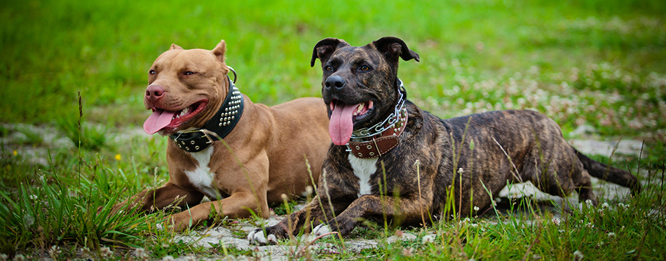 Pit bull terrier dog