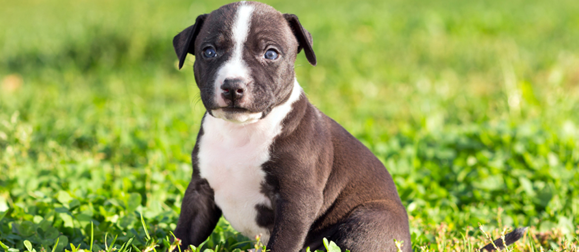 Pitbull puppy