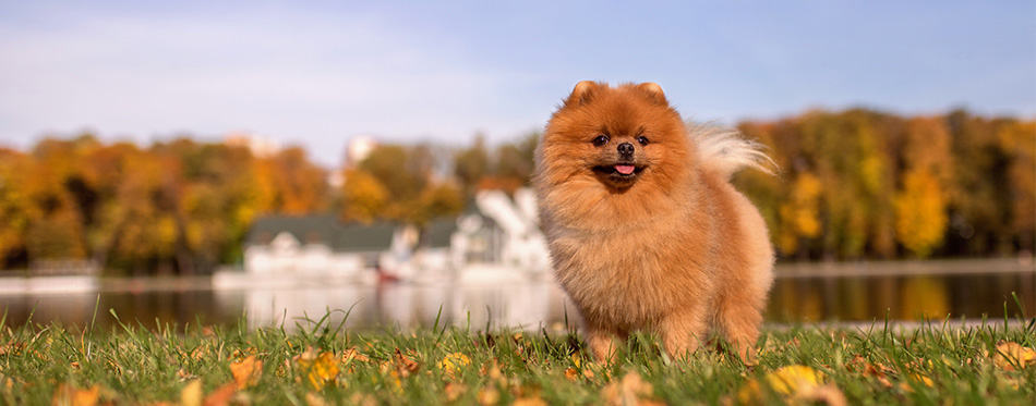 Pomeranian