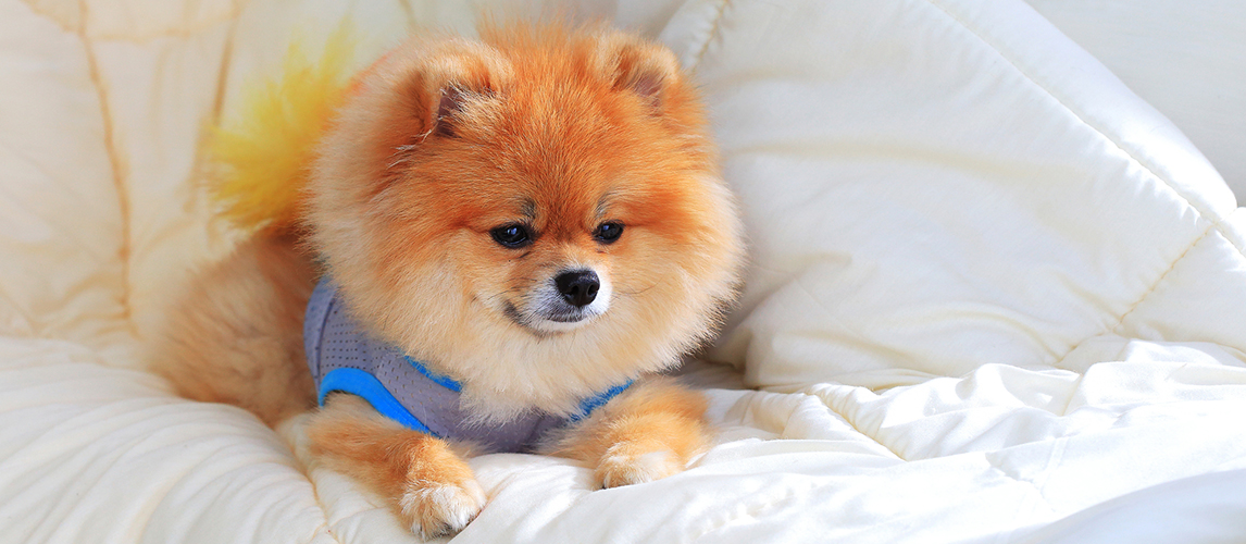 Pomeranian dog lying