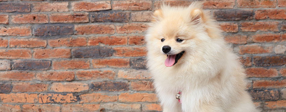 Pomeranian puppy dog, cute pet