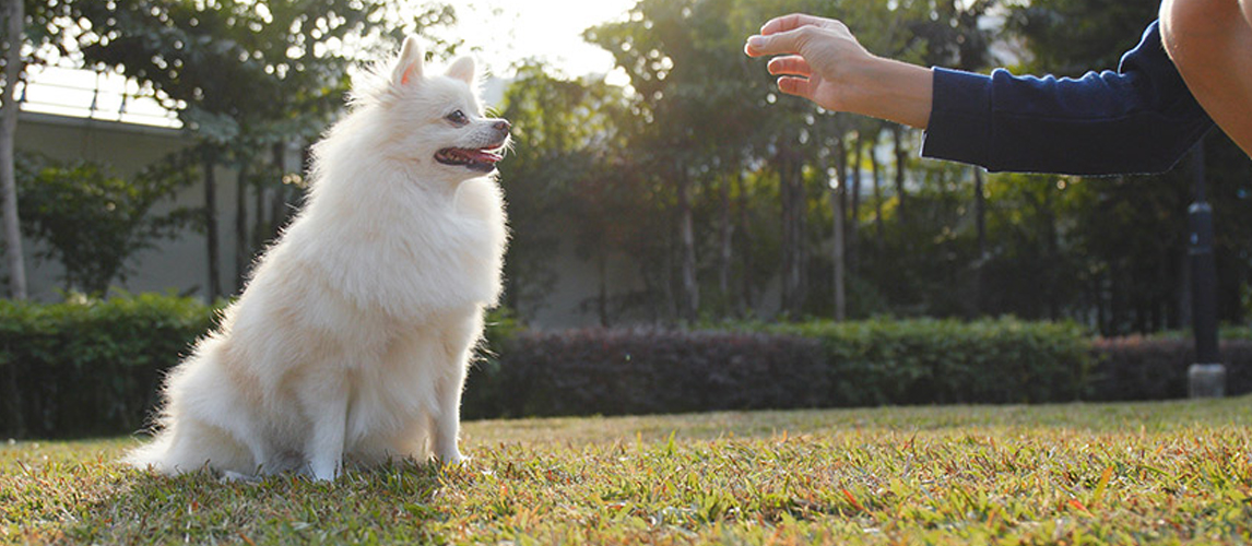 Pomeranian