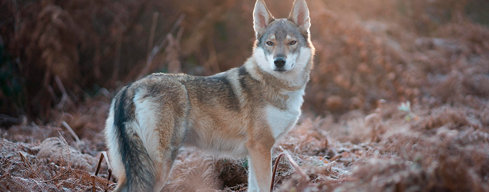 Portrait a wolfdog during the sunrise