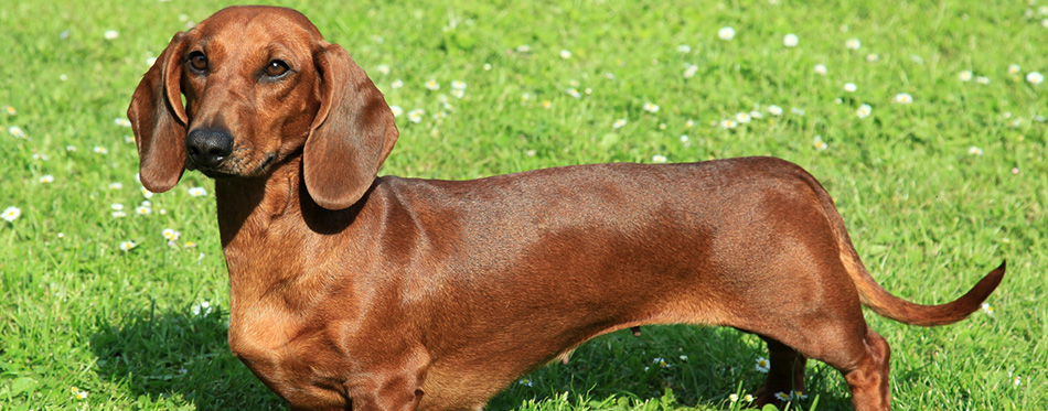 Portrait of Standard smooth-haired dachshund