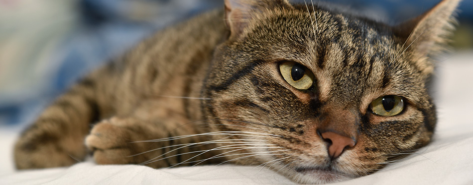 Portrait of domestic cat 