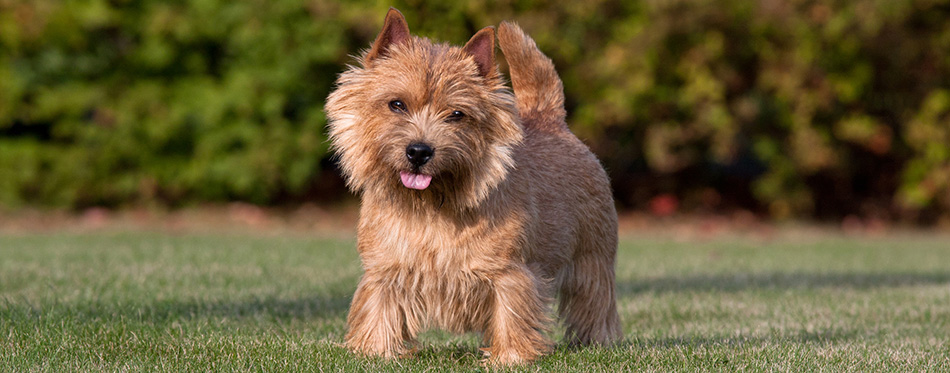 Portrait of nice norwich terrier