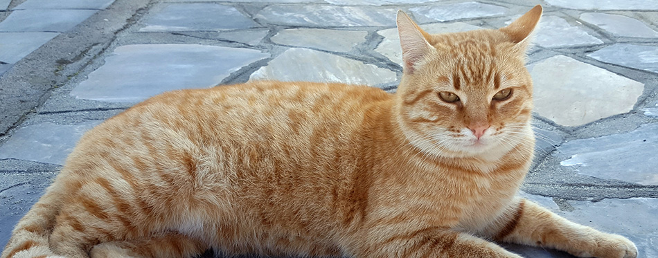 Portrait of tabby ginger cat laying on the floor