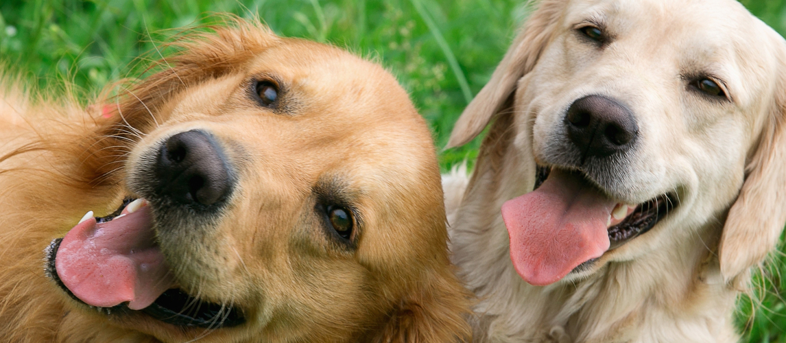 Portrait of two young beauty dogs