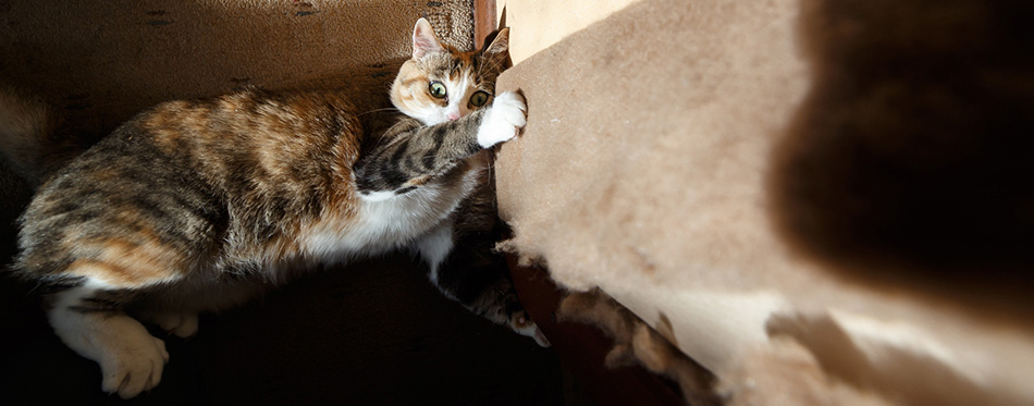 Pretty redhead cat sharpening his claws