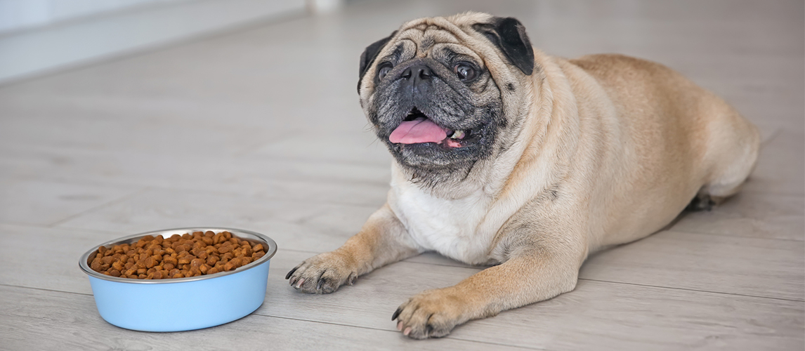 Pug dog lying near food bowl