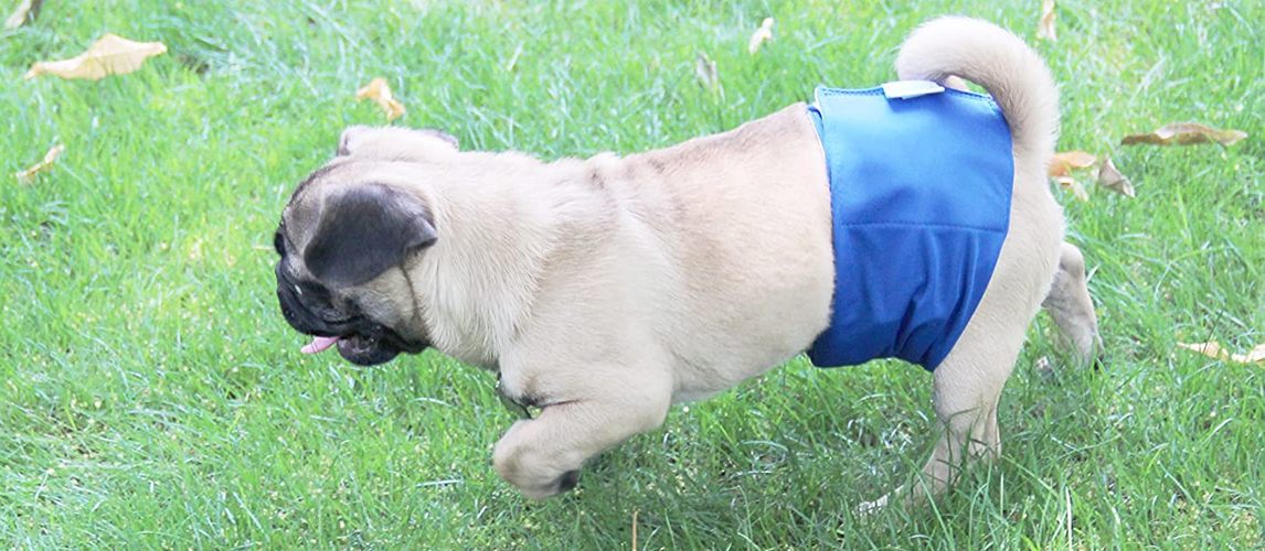 Pug with diapers 