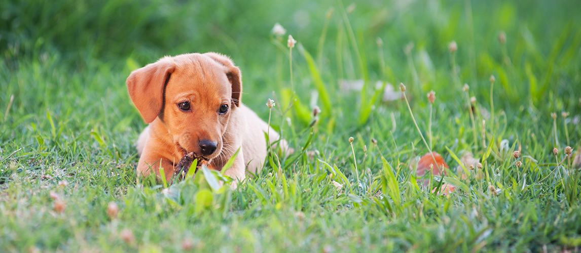 Puppy dog chewing toy