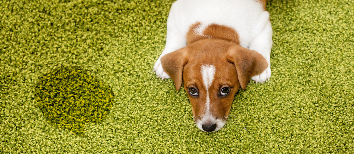 Puppy lying on a carpet