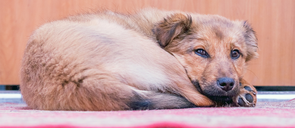 Puppy lying