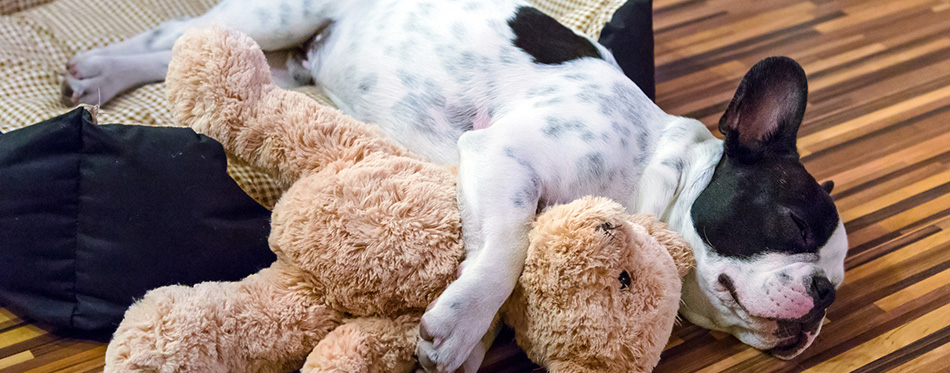 Puppy sleeping with teddy bear