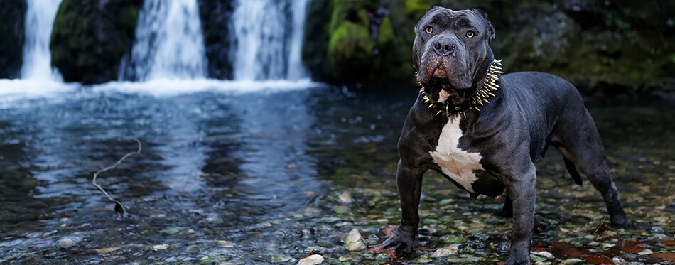 Purebred Canine Dog American Bully Female Seal Colored Dog Standing in waterfall on rock in autumn.