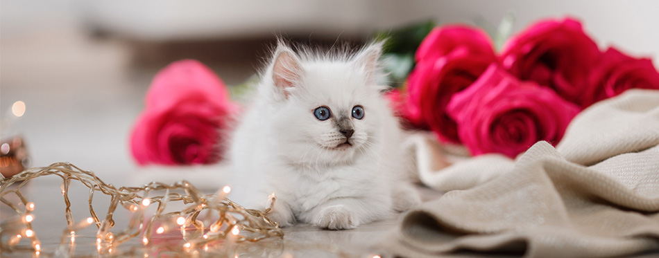 Ragdoll kitten