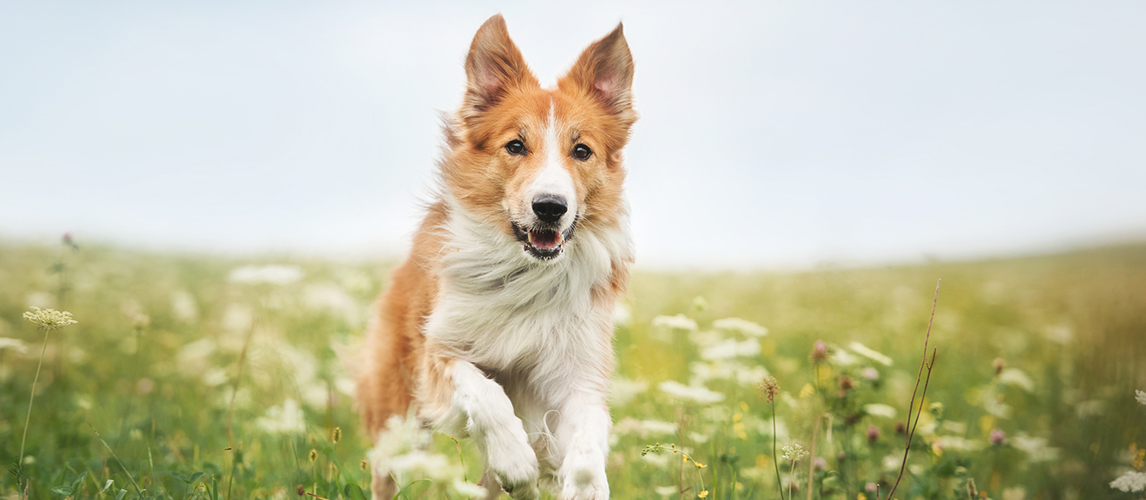 Red border collie dog running in a meadow