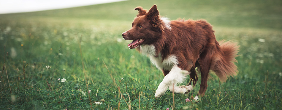 Red border collie dog running