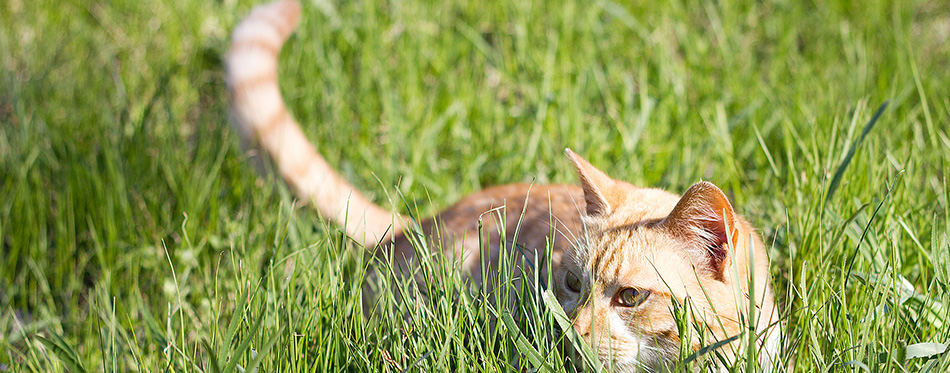 Red cat in the green 