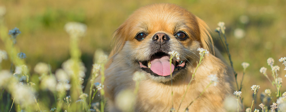 Red pekingese dog on a walk