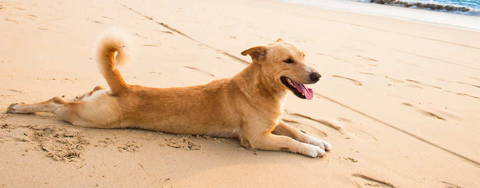 Relaxed dog on tropical beach