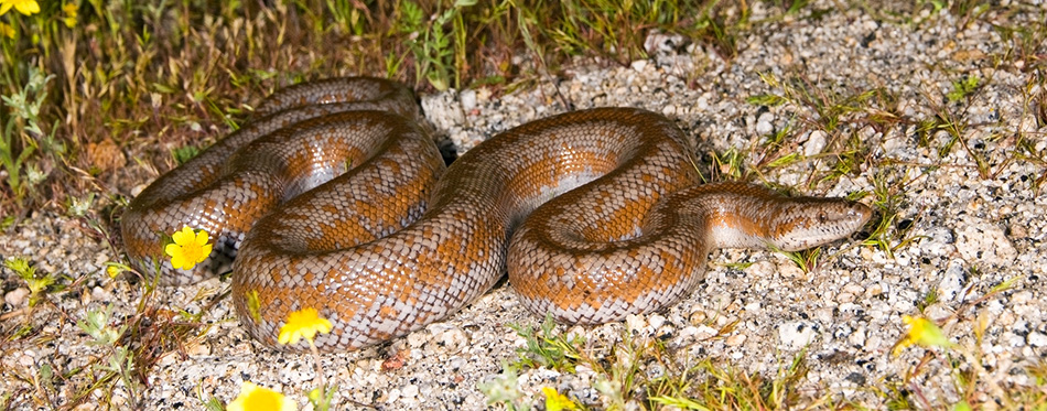 Rosy Boa