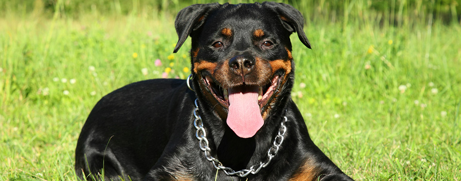 Rottweiler on green grass