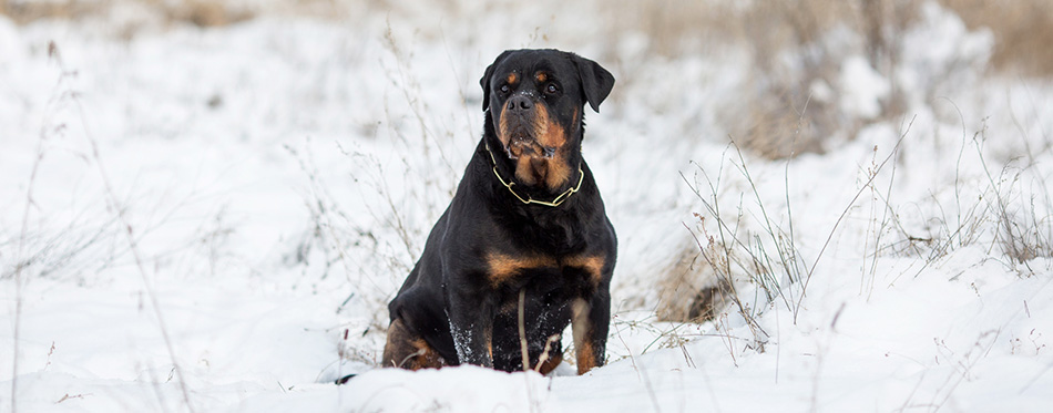 Rottweiler