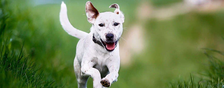 Running dog