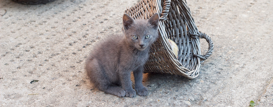 Russian Blue kitten