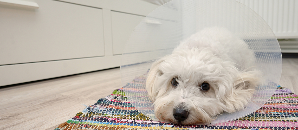 Sad Maltese dog with plastic elizabethan 