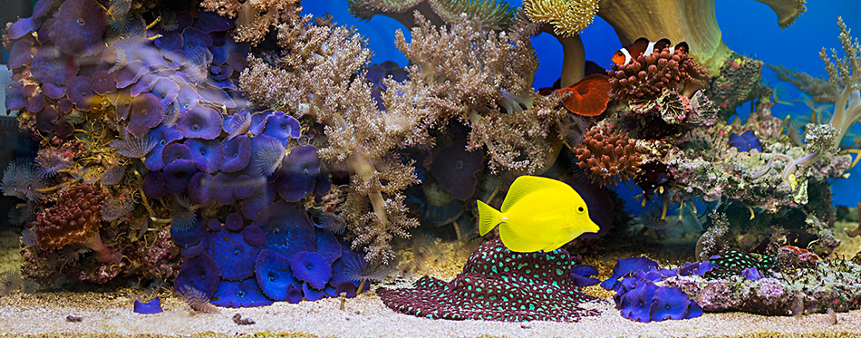 Saltwater Aquarium