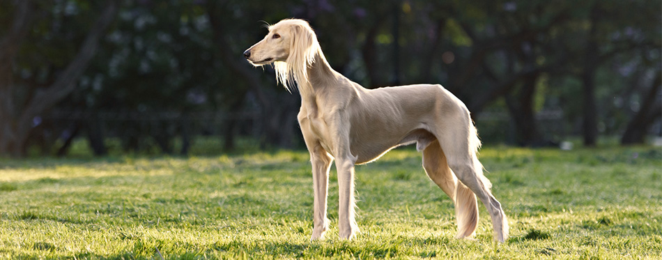 Saluki