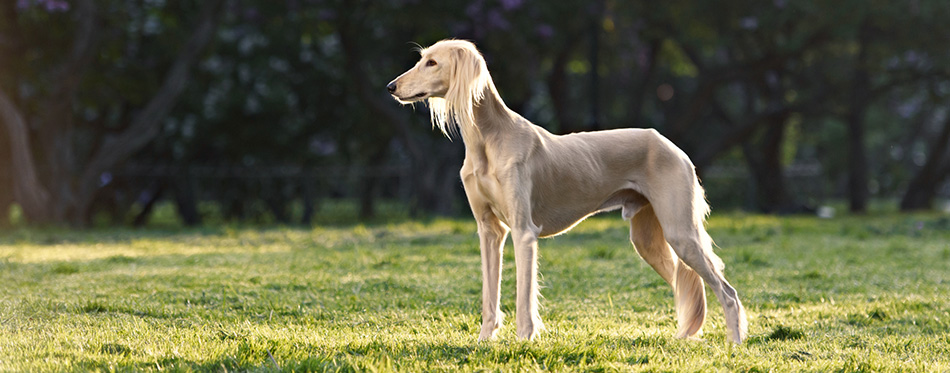 Saluki