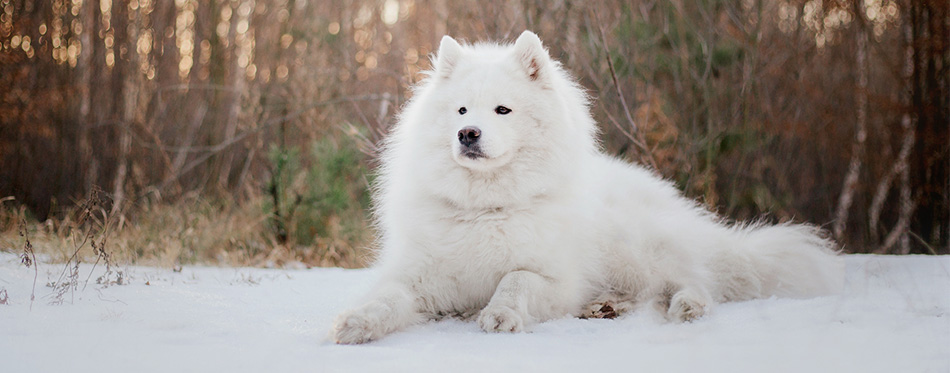 Samoyed