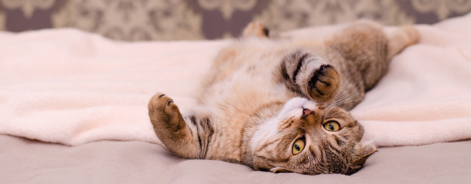Scottish Fold cat lying on its back