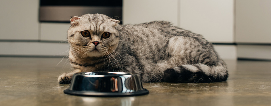 Scottish fold cat near food bowl