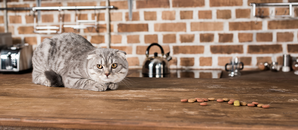 Scottish fold cat