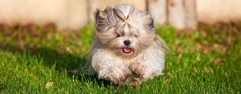 Shih Tzu